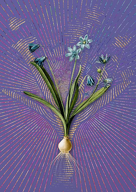 Vintage Scilla Amoena