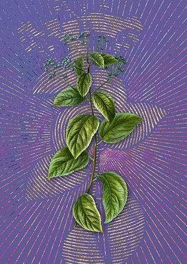 Vintage New Jersey Tea