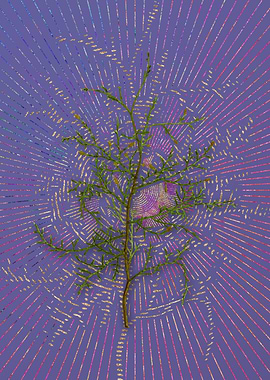 Vintage Sictus Tree Purple