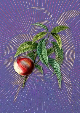 Vintage Peach 2 Fruit