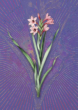 Vintage Sword Lily 2 Art