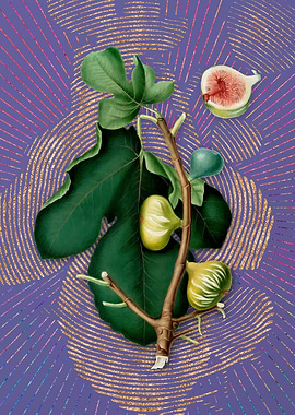 Vintage White Peel Fig