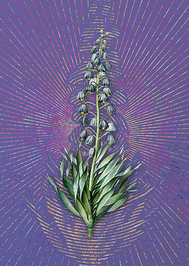 Vintage Persian Lily Art