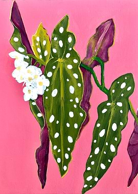 Begonia Maculata