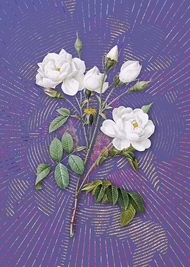 Vintage White Rose 2 Art