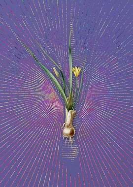 Vintage Weevil Wort Purple