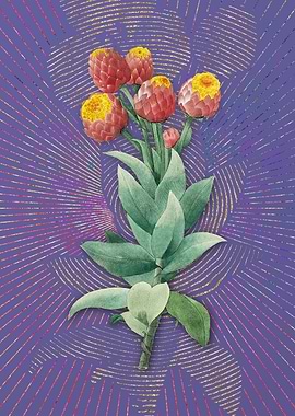 Vintage Cudweeds Flora