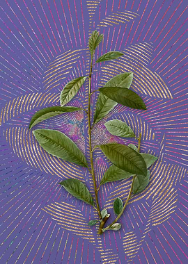 Vintage Grey Willow Purple