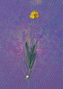 Vintage Orange Ixia Purple