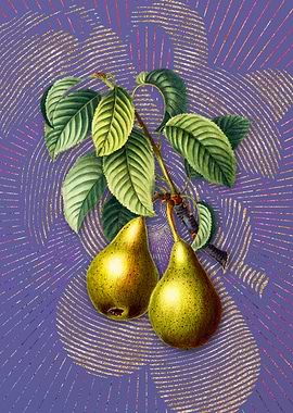 Vintage Pear Fruit