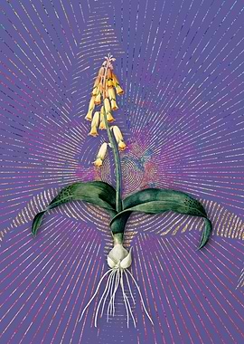 Vintage Watsonia Flora