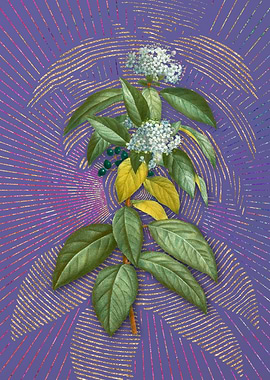 Vintage Laurustinus Purple