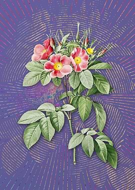 Vintage Pasture Rose Art