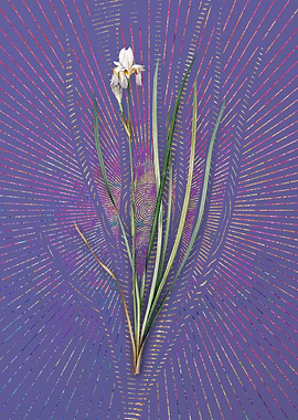 Vintage Siberian Iris