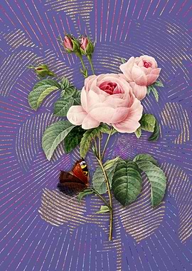 Vintage Provence Rose