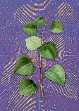 Vintage Quaking Aspen