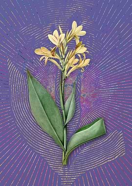 Vintage Water Canna Purple