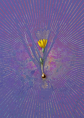 Vintage Ixia Filifolia