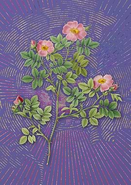 Vintage Rose Corymb Purple