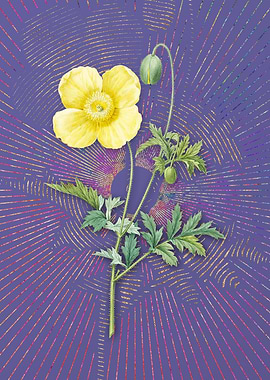 Vintage Welsh Poppy Purple