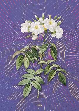 Violet Vintage Musk Rose