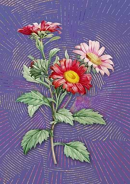 Violet Red Aster Flowers