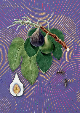 Violet Vintage Fig 13