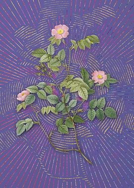 Violet Sweetbriar Rose 3