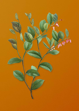 Andromeda Axillaris Bloom