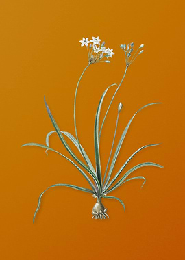 Vintage Allium Fragrans