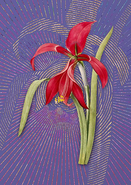 Violet Vintage Amaryllis