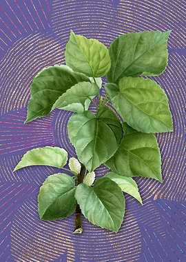 White Mulberry Plant Art