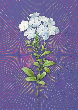 Violet Plumbago Caerulea