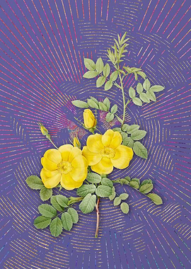 Yellow Sweetbriar Roses