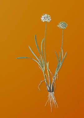 Allium Carolinianum Flower