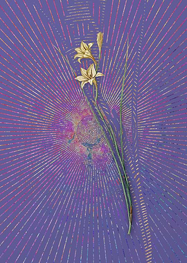 Violet Vintage Gladiolus