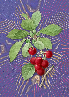 Violet Vintage Cherry