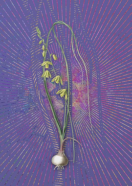 Violet Vintage Albuca