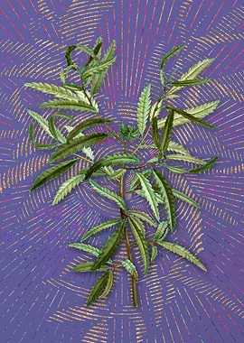 Violet Vintage Sweetfern