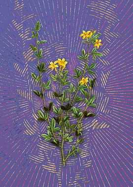 Yellow Jasmine Flowers