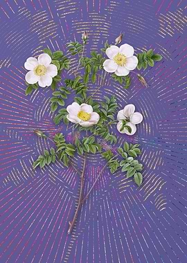 White Candolles Rose