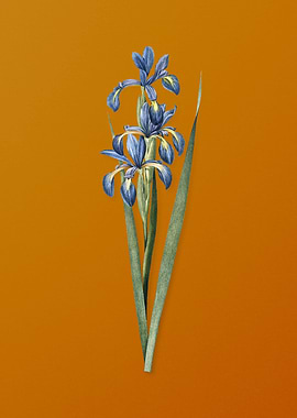 Vintage Blue Iris Flower
