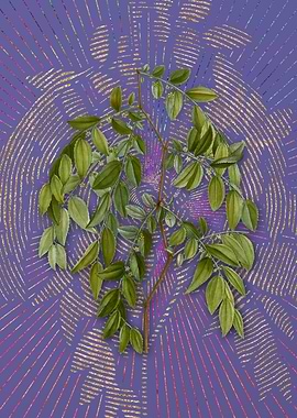 Violet Vintage Jujube