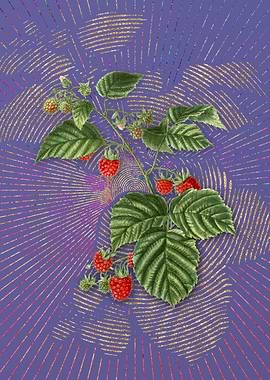 Violet Vintage Raspberry