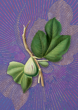 Violet Vintage Fig 12