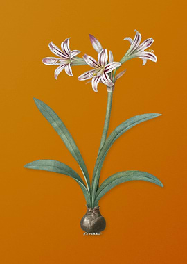 Vintage Amaryllis Flower