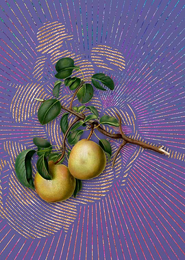Violet Vintage Pear Fruit