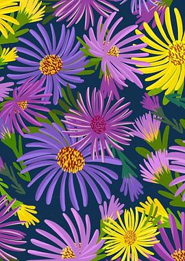 Colorful aster flowers