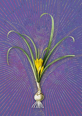 Yellow Autumn Crocus Art
