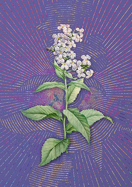 White Gillyflower Bloom